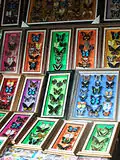 Butterfly specimens for sale, at Bantimurung-Bulusaraung National Park