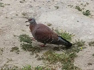 C. g. phaeonata, South Africa