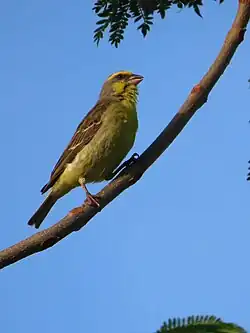 C. m. mozambica South Africa