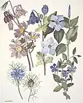 Plate 7 from Wild Flowers in New Zealand (1970)