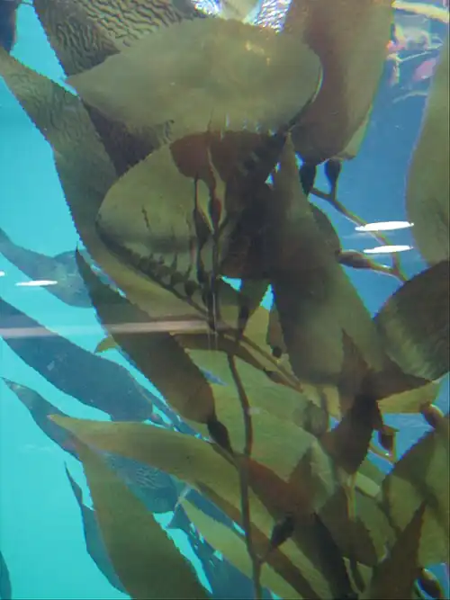 Growing apex (plastic model)