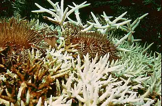 Feeding on branching Acropora coral