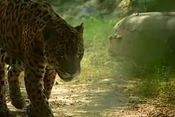 Jaguar