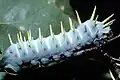 Larva