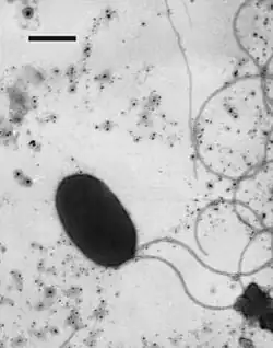 Caldimicrobium rimae