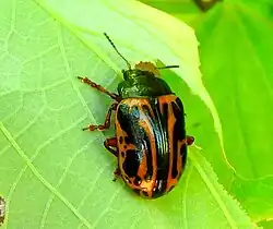 Calligrapha discrepans, México