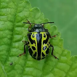 Calligrapha matronalis, Bolivia