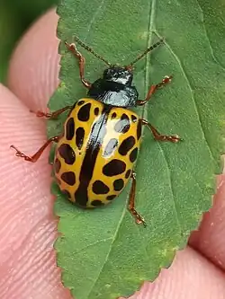 Calligrapha polyspila, Brasil