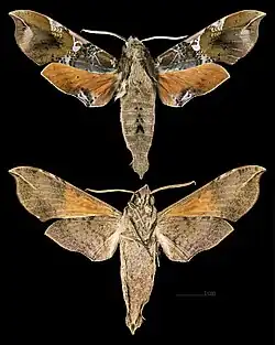 Callionima falcifera