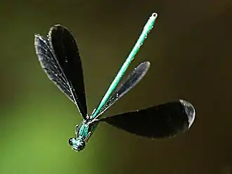 Ebony jewelwing male hover-patrolling