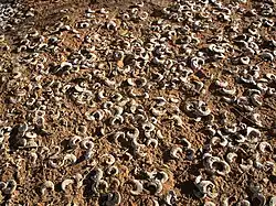 Vachellia erioloba seeds, lying upon the ground, scattered among their pods, Sossusvlei, Namib Desert, Namibia