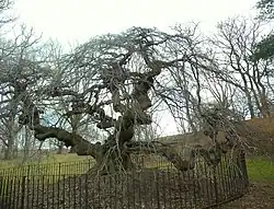 Prospect Park's elm in winter, showing its distinctive qualities