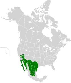 Range map of the cactus wren, with range shown in green over a map of the North America