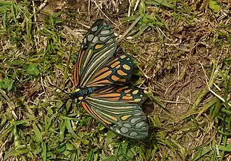 Campylotes histrionicus