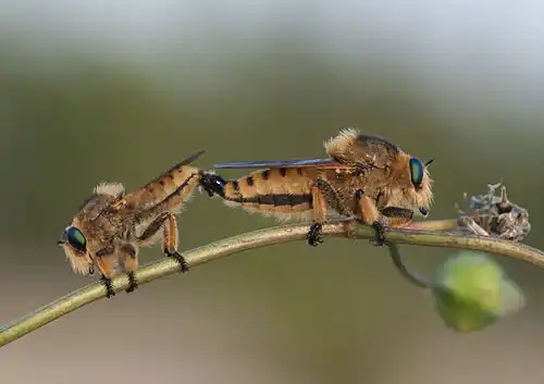 P. rufipes (Red-footed Cannibalflies) mating