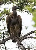 Cape Vulture