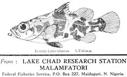 A juvenile Nile perch (Lates niloticus), postcard drawing by Mrs. Hopson, 1966, Lake Chad Research Station, Malamfatori, Nigeria