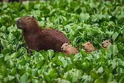 Capybara