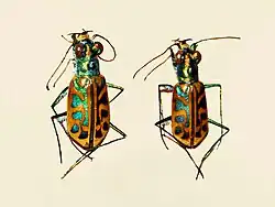 Habrodera nilotica, Republic of the Congo