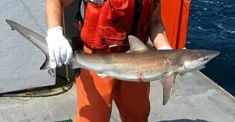 A fishery worker standing on a ship, holding a small shark in his gloved hands