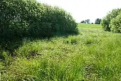 Sedge meadow in northern Poland