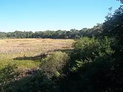 Carpincho Lagoon and the jungle that surrounds it