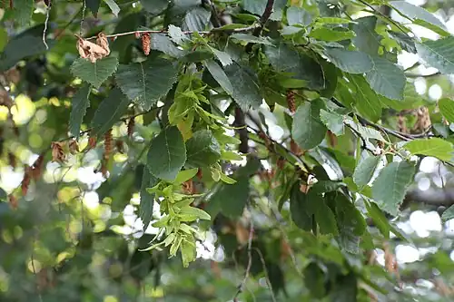 Leaves and inflorescences