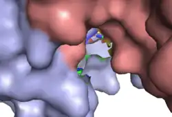 active site alt text