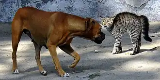 A dog and a cat face off. The cat is displaying defensive posture typical of interactions between a cat and dog that have not been socialized.