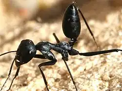 C. nigra with raised gaster