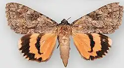 Catocala jessica Jessica underwing