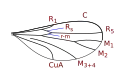 Catochini wing veins