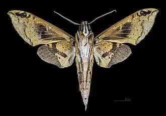 Cechenena helops papuana, female ventral view