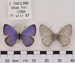 Celastrina lavendularis limbata