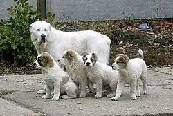 Central Asian Shepherd dog and litter of puppies