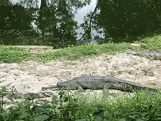Gharial