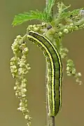 Caterpillar (top view)