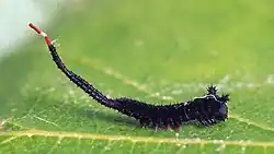 Young caterpillar