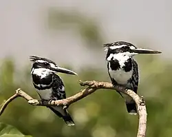 Pied kingfishers