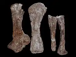 Images of the scapula, humerus, ulna & radius of Cetiosaurus