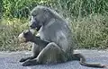 Chacma baboon eating the fruit