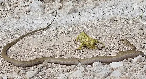 A flap-necked chameleon defending itself against a boomslang attack