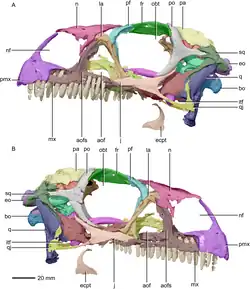 3D scan of the skull (without mandible) seen from left and right, with the individual bones labelled and in different colours