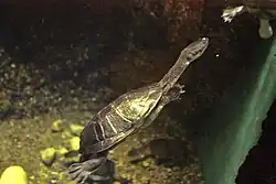 Roti Island snake-necked turtle at Columbus Zoo and Aquarium
