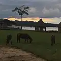 Horses grazing on grass