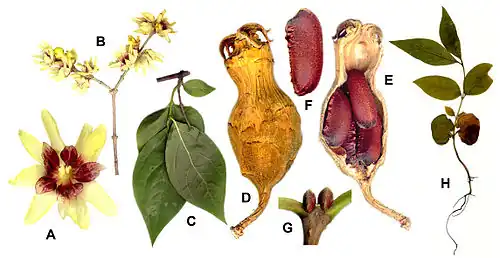 A&B: flowers; C: foliage; D: hypanthium; E: longitudinal section of hypanthium; F: fruit; G: terminal leaf buds; H: seedling