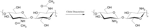Two line drawings: on the left, repeating N-acetyl-D-glucosamine units form chitin; on the right, the same backbone lacks the acetyl groups, illustrating conversion to chitosan with free NH2 groups highlighted.