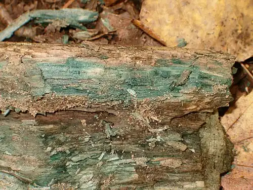 Green-stained wood suggestive of C. aeruginascens mycelium being present in the wood.