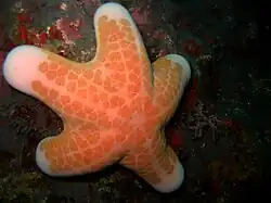 A robust red sea star (Choriaster granulatus) in Pandan Islands