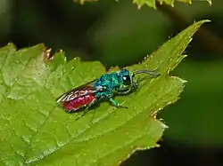Chrysis inaequalis